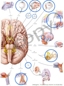 nervi_cranici_e_S_visivo