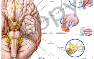 nervi_cranici_e_S_visivo